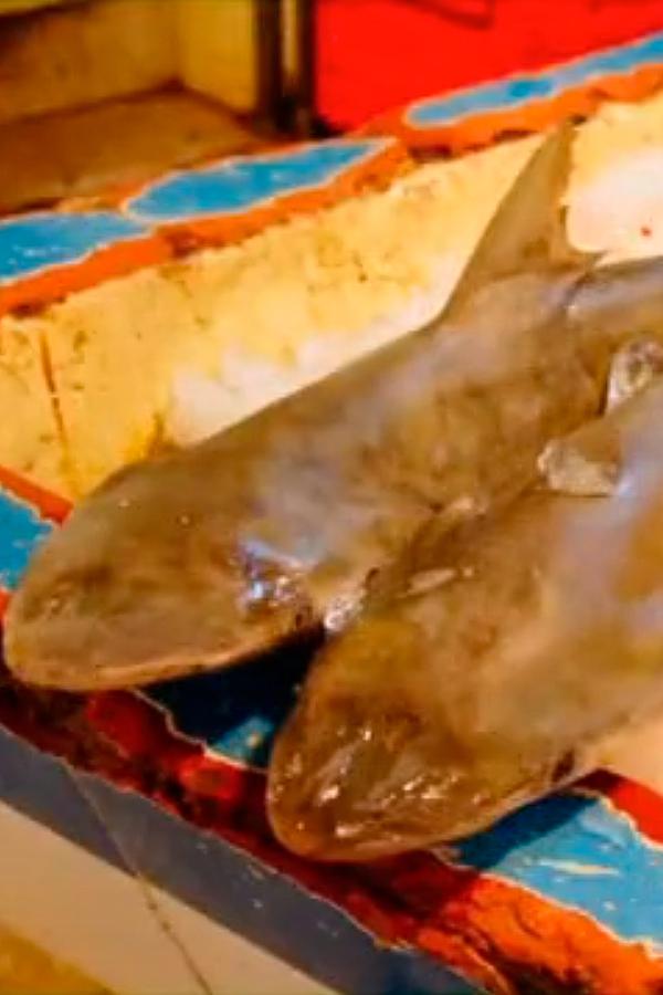 El pequeño cazador. La vida en el mercado de carnes exóticas de San Juan