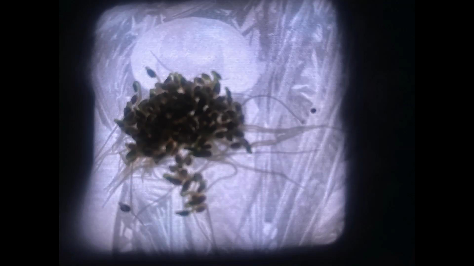 El festín de los gusanos