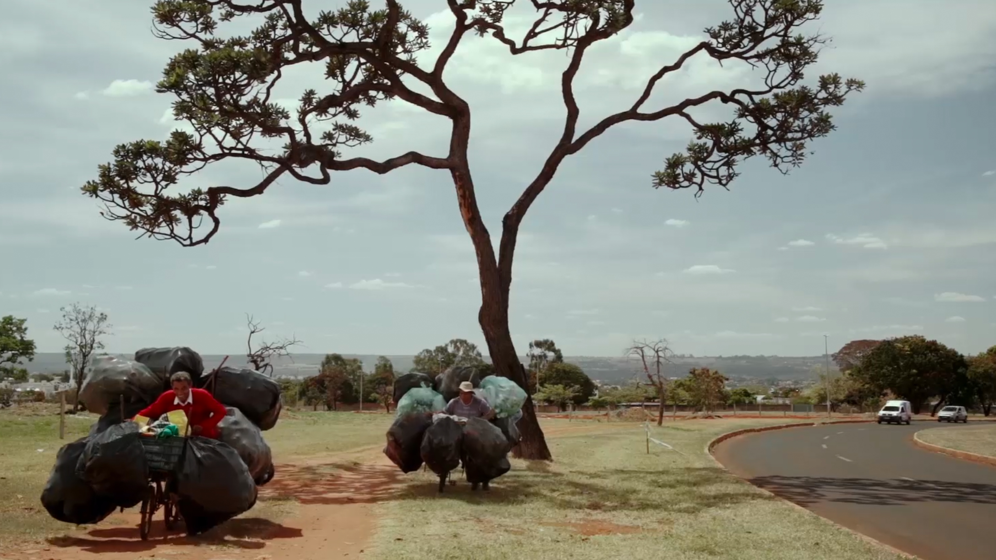 No rastro das cargueiras